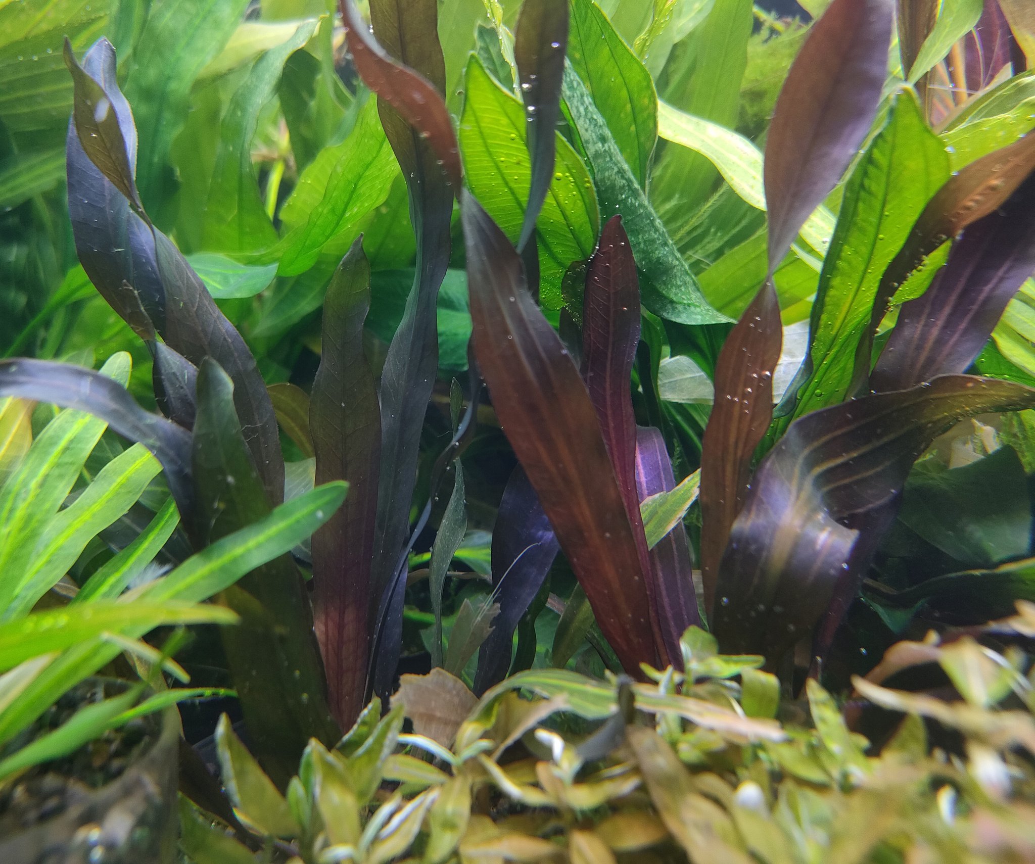 エキノドルス ホレマニー ダークグリーン : 店内水草・植物情報