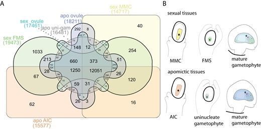 JXBot's tweet photo. 'Differential expression and evolutionary diversification of RNA helicases in Boechera sexual and apomictic reproduction' - Laura Binmöller et al. 🧬 

https://t.co/NYFacFR39Q

#Apomixis #Boechera #Evolution #Gametogenesis #Reproduction #RNAHelicase #transcriptome https://t.co/JG4YXsUaQW