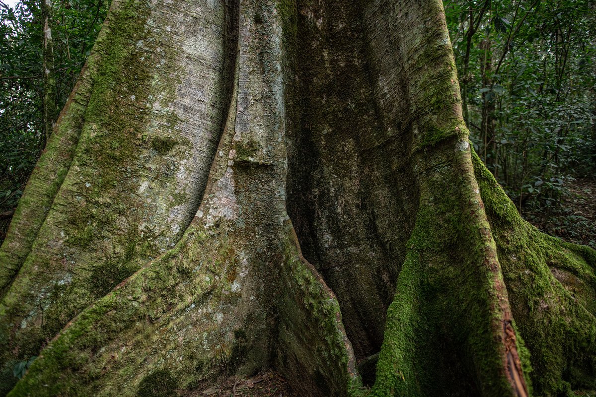 Today is the International Day of Forests 2024 and the theme is Forests and Innovation: New Solutions for a Better World. #Nyungwe covers 1019km2 with 2200mm/year rainfall. It feeds two world big rivers: #Congo in the west and and #Nile in the east. Photos:
@Gael_RVW
#ForestDay