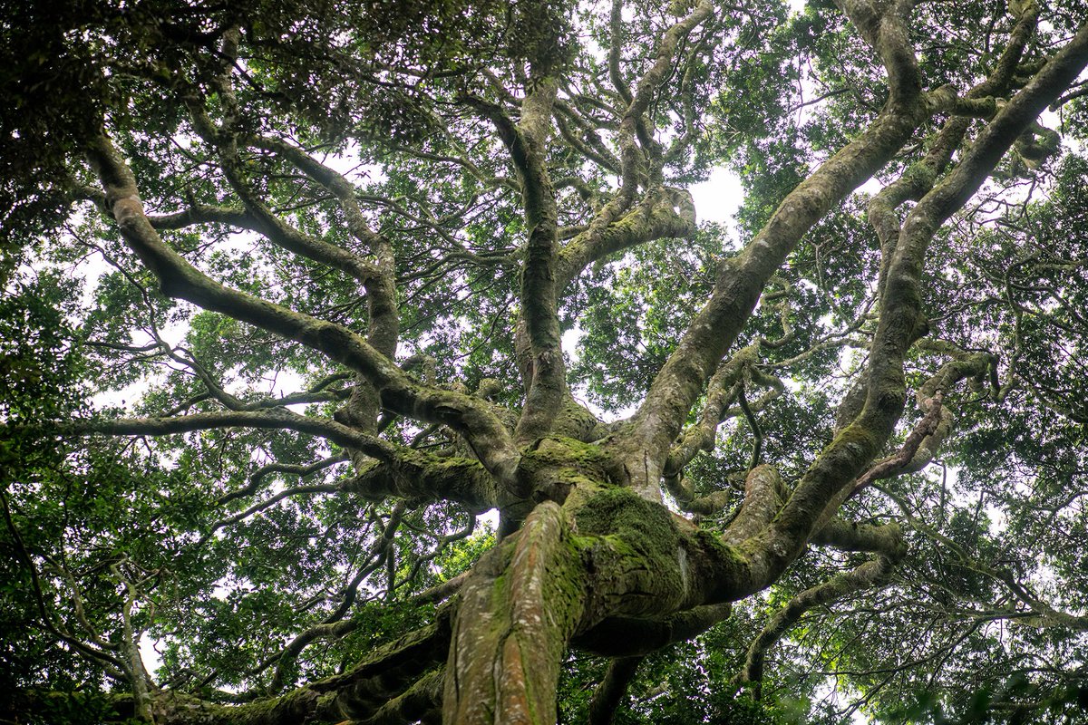 NyungwePark's tweet image. Today is the International Day of Forests 2024 and the theme is Forests and Innovation: New Solutions for a Better World. #Nyungwe covers 1019km2 with 2200mm/year rainfall. It feeds two world big rivers: #Congo in the west and and #Nile in the east. Photos:
@Gael_RVW
#ForestDay