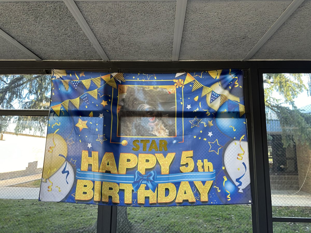 Christia Butler she/her/hers (@a2specedteach) on Twitter photo Today is Star's 5th Birthday AND it is World Down Syndome Day! <a href="/A2Abbot/">Abbot School</a> is wearing our silly socks to celebrate! Even Star wore hers!! <a href="/A2schools/">A2 Public Schools</a> #WorldDownSyndromeDay2024 #WorldDownSyndromeDay #therapydog #happybirthday Today is Star's 5th Birthday AND it is World Down Syndome Day! <a href="/A2Abbot/">Abbot School</a> is wearing our silly socks to celebrate! Even Star wore hers!! <a href="/A2schools/">A2 Public Schools</a> #WorldDownSyndromeDay2024 #WorldDownSyndromeDay #therapydog #happybirthday