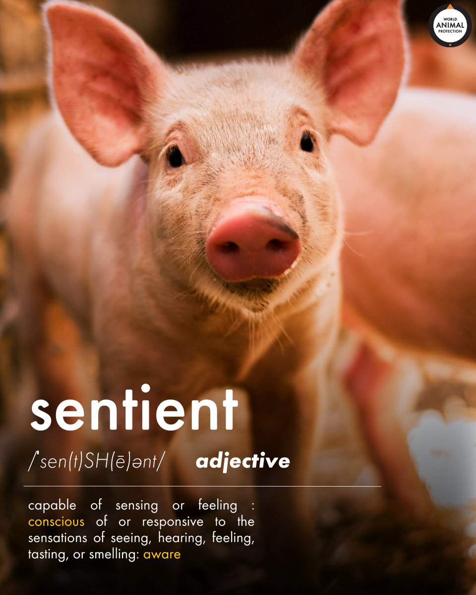 Pigs, just like us, are sentient beings capable of feeling a large array of emotions like sadness, happiness, and fear. Please be kind to them. 🐷🧡