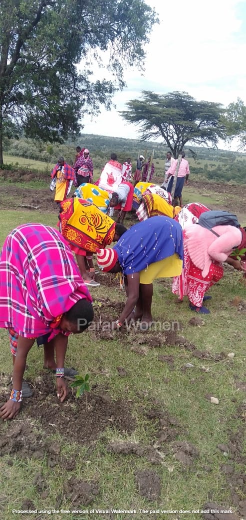 #WorldForestDay 2024, let's shine a spotlight on the remarkable role of Indigenous women in restoring degraded forests. @paranwomen2019 working on restoring the Mau forest. Let's empower and support their efforts for a greener, more sustainable future. #GenerationRestoration