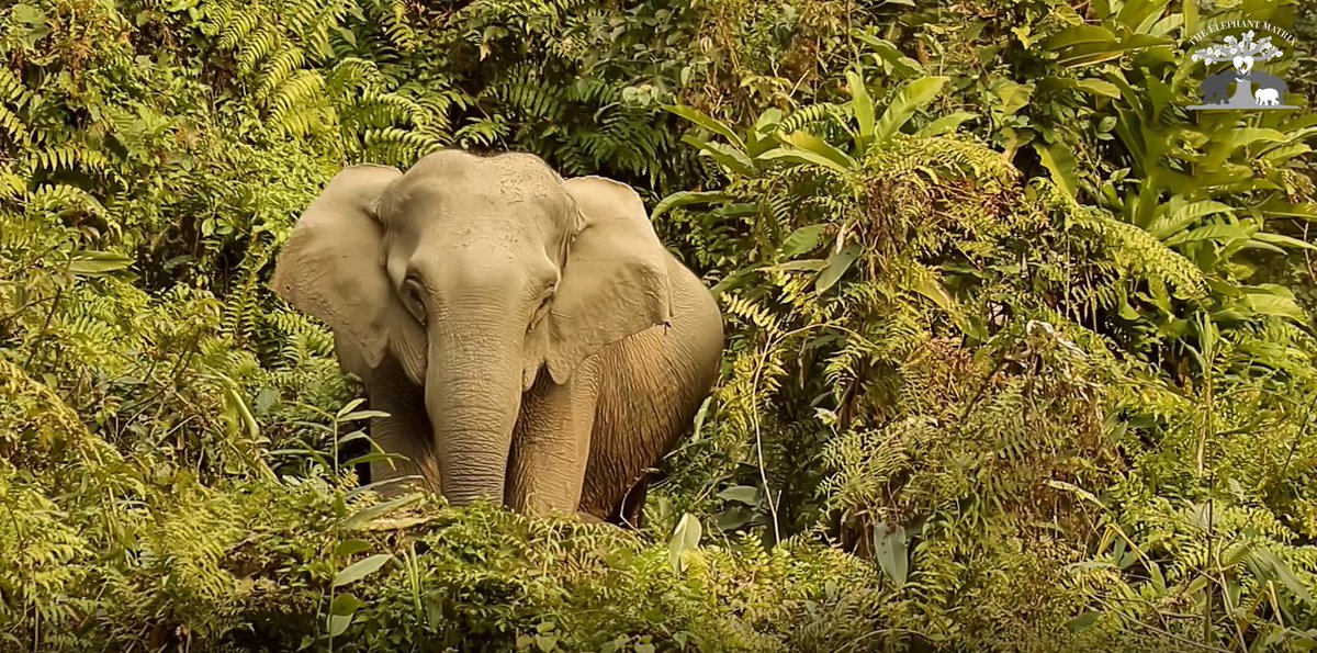 #InternationalDayofForests . Forests cover 1/3rd of our 🌳🌲🌴🌿🌵🐘🐘🍃🍃🌱🦚LUNGS OF OUR PLANET, providing us with oxygen to breathe, shelter to millions of species, sustaining all life. Let's plede to #savetheforests #protecttheforest 
Photo Credit: Sangita Iyer
🐘🐘🫶🐘🐘