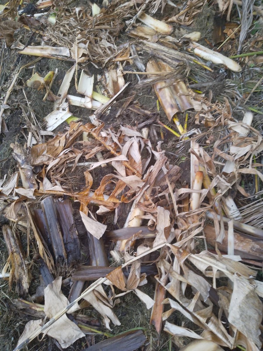 AGRI_AIDE's tweet photo. March 20, 2024

Organic Farming in Grenada

Mulching to reduce weeds, reduce watering, increase worms, increase soil irrigation, increase soil nutrients and much more.

#Grenada #Caribbean #Farming #Agriculture #Soil #Nutrients #Food https://t.co/zgHqUsSDxA