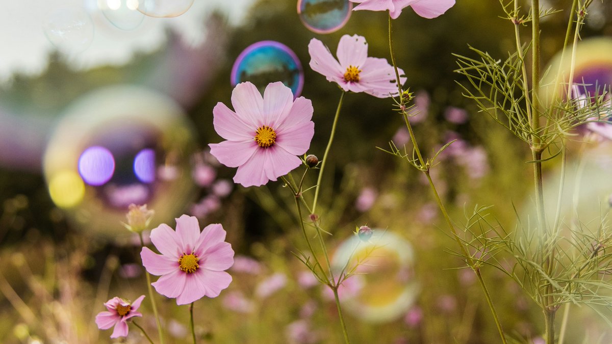 Today's National Flower Day: so we want to see your shots - wild flowers, gardens, beautiful bouquets and everything in between. Add them to the comments! 🌺 #NationalFlowerDay