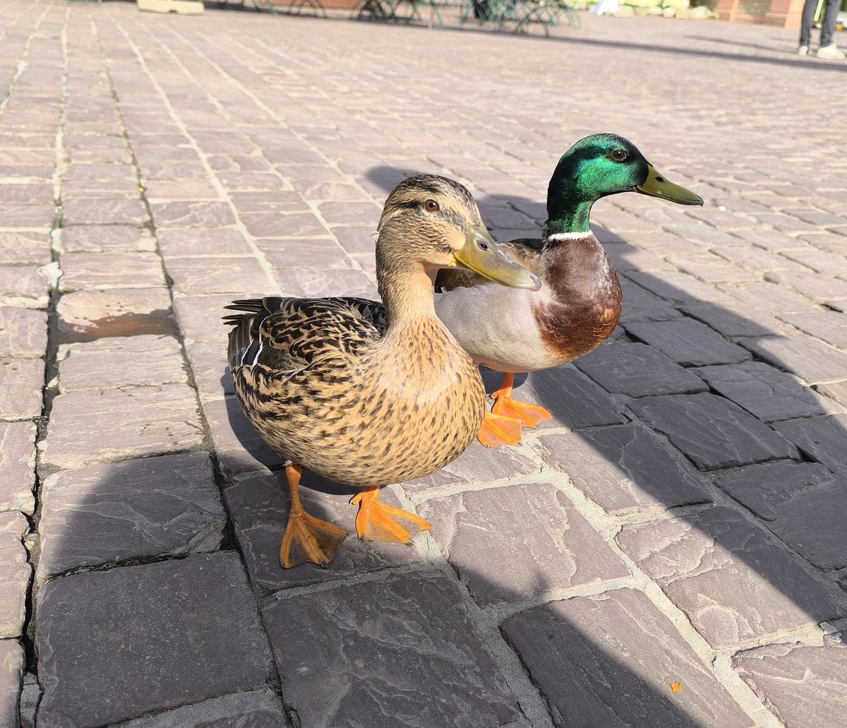 AtaxyaNetwork's tweet image. QUACK QUACK
#Cloudfest