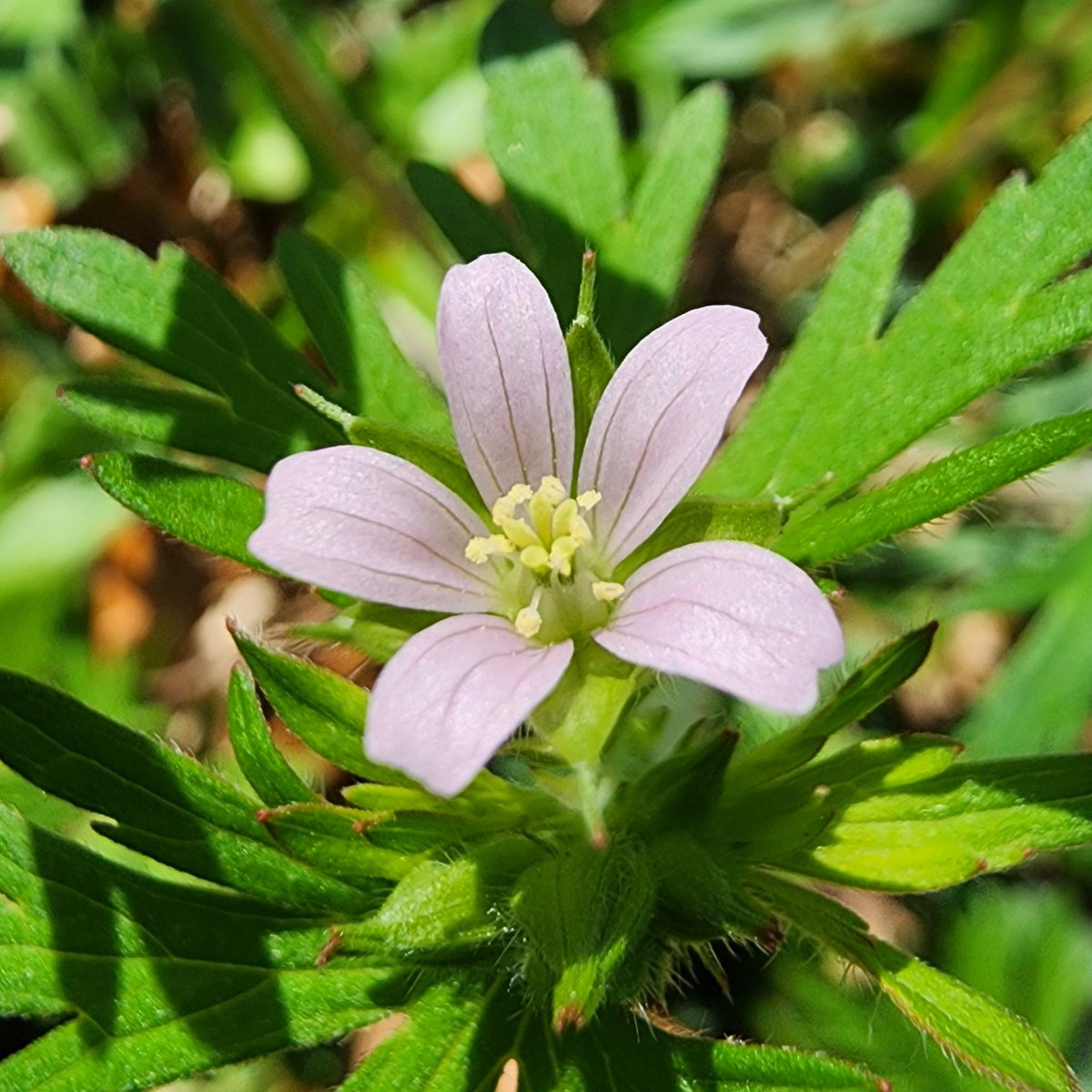 Carolina Cranesbill, a small Florida native Geranium

#wildflower