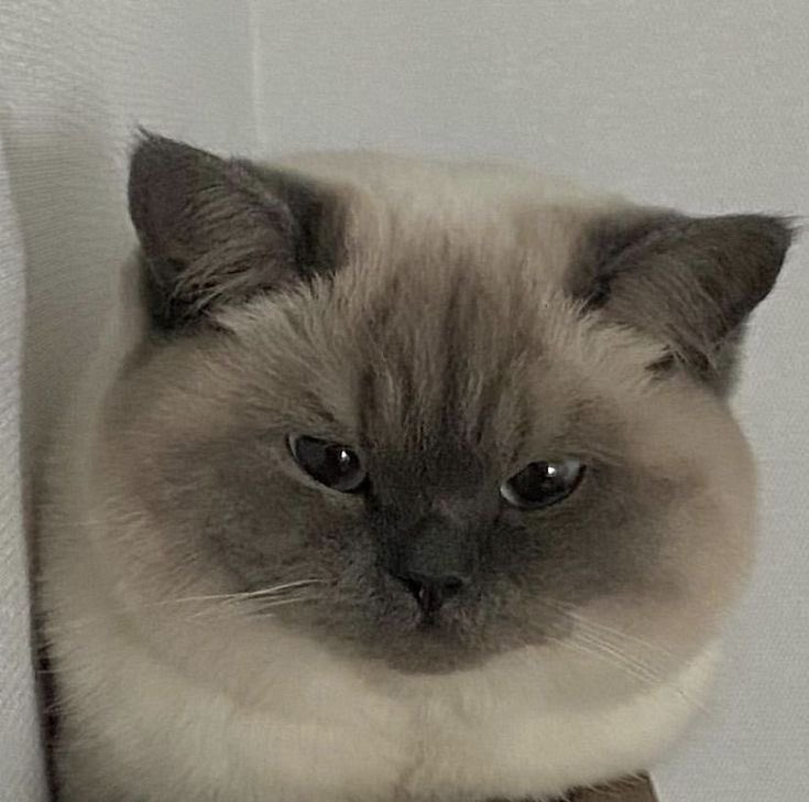 𝐍𝐈𝐍𝐉𝐀. tweet media