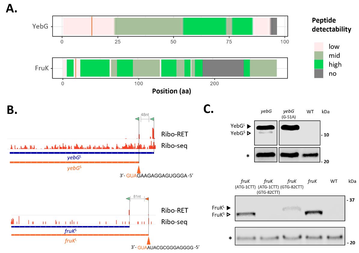petravandamme1's tweet photo. Good things come in (proteoform) pairs - research from the @petravandamme1 lab @LM_UGent 'Proteins à la carte: riboproteogenomic exploration of bacterial N-terminal proteoform expression' now out in @mBio! 🦠https://t.co/2ArzOPoZdb - Similar but not alike! 🧐 https://t.co/F4fhZMJJSx