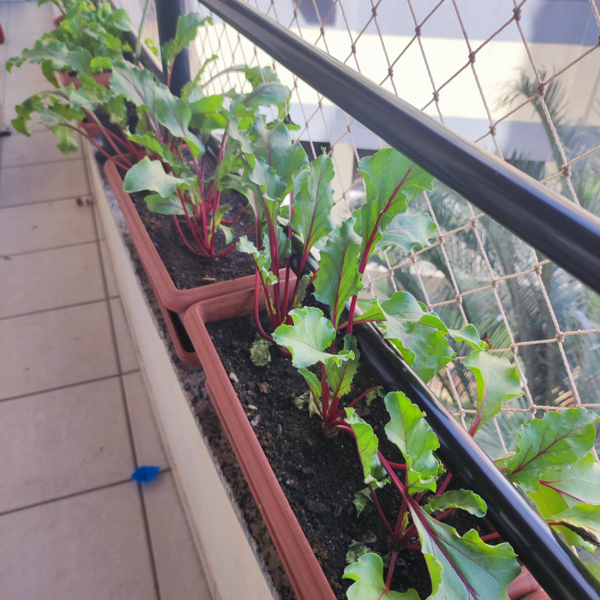 Beterraba mini pro Heitor, plantada na varanda do ap. Um dia ainda vou ter terra pra fazer isso em escala.