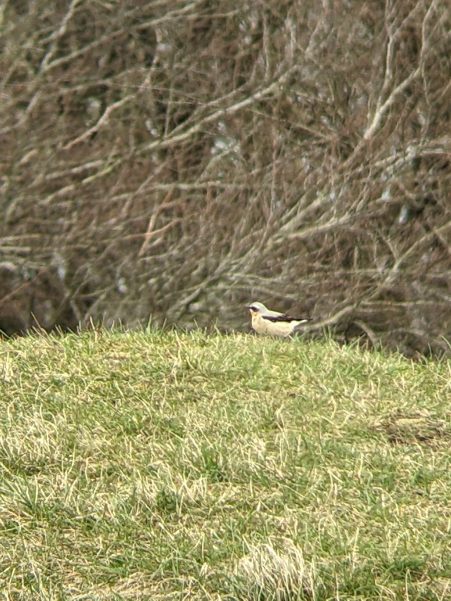 Male wheatear buzzing around the golf course at Painswick beacon #GlosBirds
