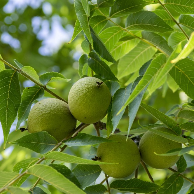 🌳Om onze inheemse boomsoorten te kunnen beschermen, moeten we voldoende zaadbronnen hebben. Vorig jaar zijn er weer opstanden en zaadgaarden aan de Rassenlijst #Bomen toegevoegd: wur.nl/nl/nieuws/nieu…