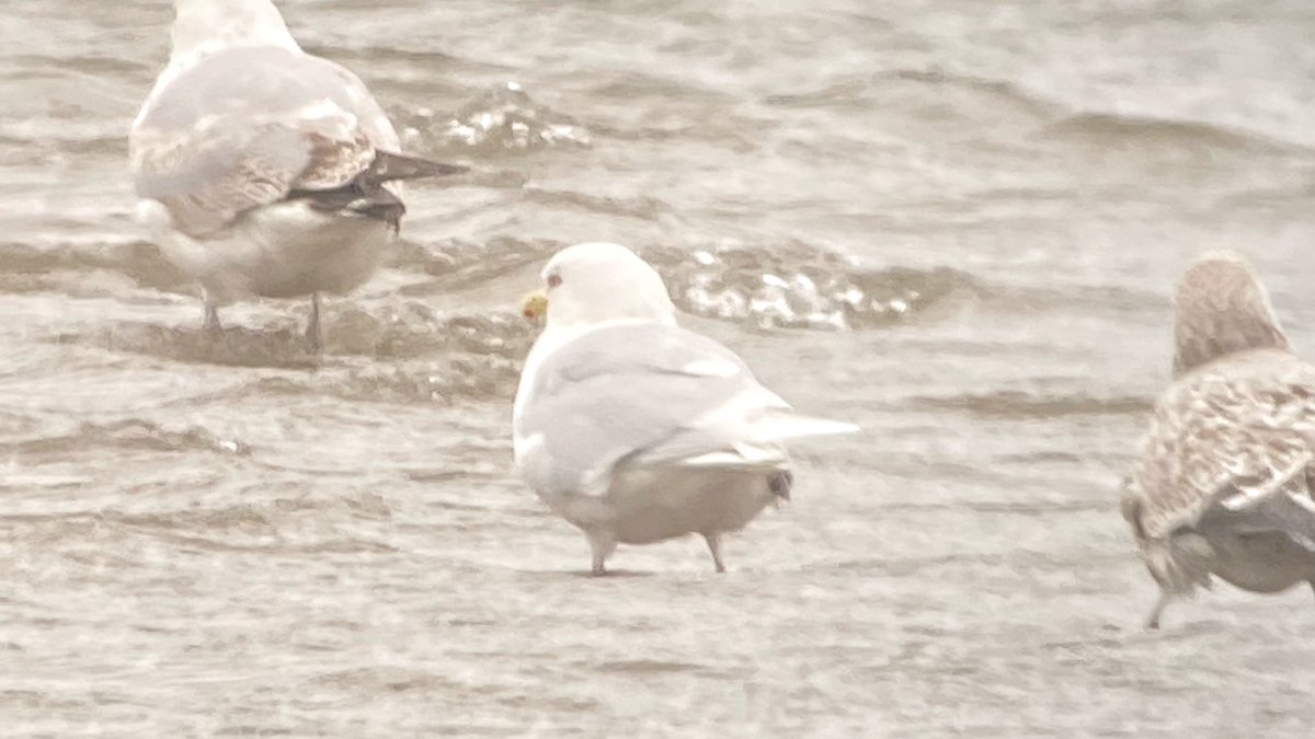 9am Iceland gull at Whitehouse Lagoon, Belfast. Flew off east after a bit of agro from a herring gull 🫤@nibirds @IRSBG1 @BirdGuides