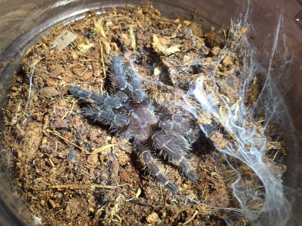 BugsLife3939's tweet photo. タクシンバンブーツリー
Taksinus bambus
タイ・メーホンソーン県産 CH

今週末のイベントにお持ちするかと思います。

まだこの種類がsp. モノとして来ていた頃を思い出します…
当時に比べてだいぶお手頃になりましたので是非☺️ https://t.co/JET6r8VE3x