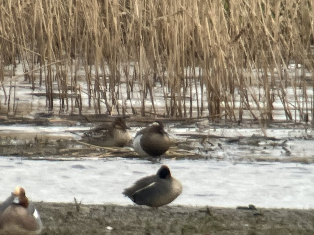 Just found this lovely male and female Garageny at Cahore back marsh, Co. Wexford