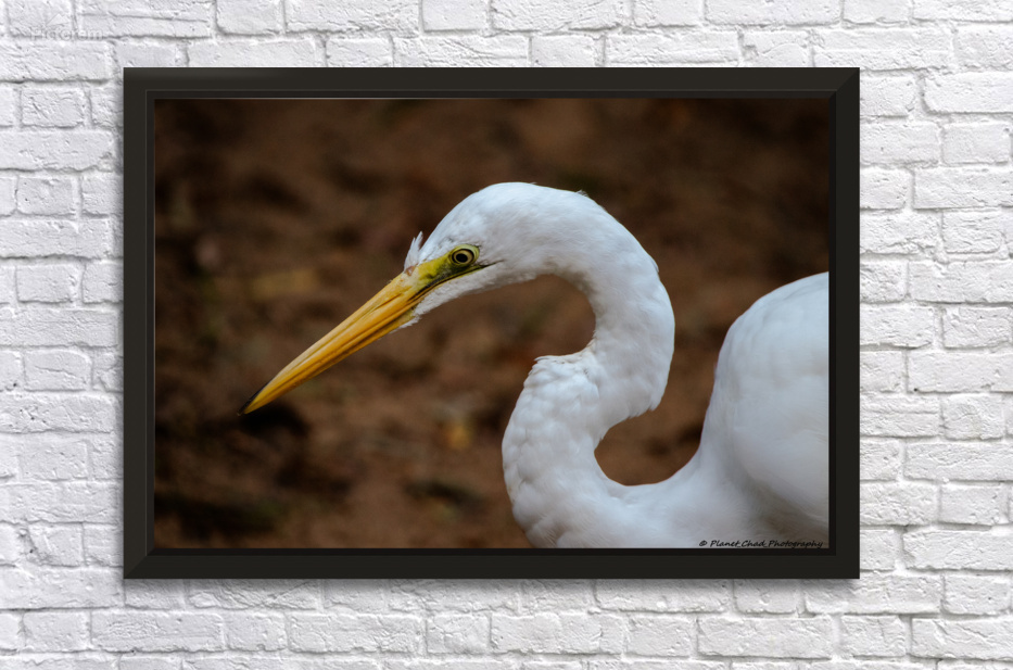A portrait shot of a very focused great egret staring down as it hunts its prey. The elegant Great Egret is a dazzling sight in many a North American wetland.

Enjoy 40% off and free shipping for March with Pictorem.

pictorem.com/1932370/Great%…

#birds #nature #wildlife #wallart