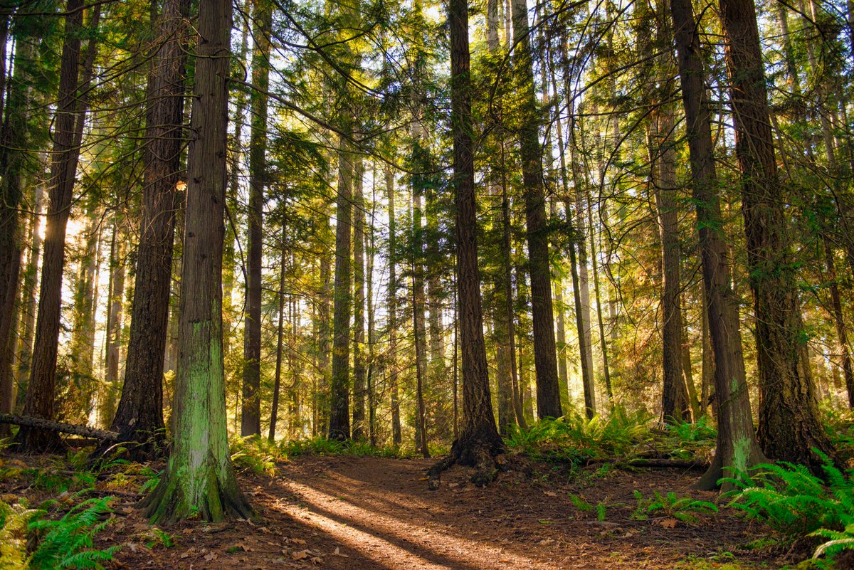 Did you know that Canada has almost 362 million hectares of forest area? That’s tree-mendous! Our forests aren’t just beautiful, they also provide us with economic, social, and environmental benefits.
#InternationalDayOfForests 🌲💚