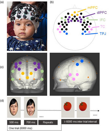 🚨New paper out in Developmental Science!🎉
How does #parenting shape infants' brain function in the first months of life?
To find out, we observed mother-infant interactions &amp; measured infants' neural response to emotion using fNIRS at 5 &amp; 7 months. doi.org/10.1111/desc.1…
1/3