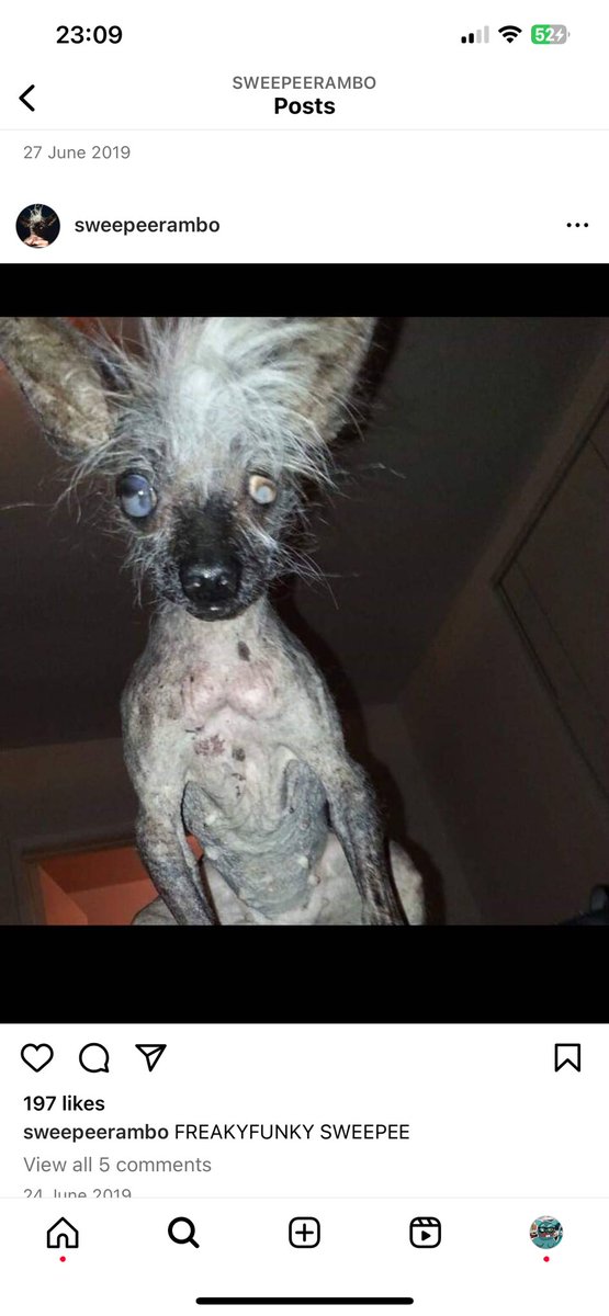 baddabingobaby's tweet image. Respect to you king

Friendly reminder that this dog exists

Sweepee $RAMBO

sweepeerambo.dog (best website I have ever seen)