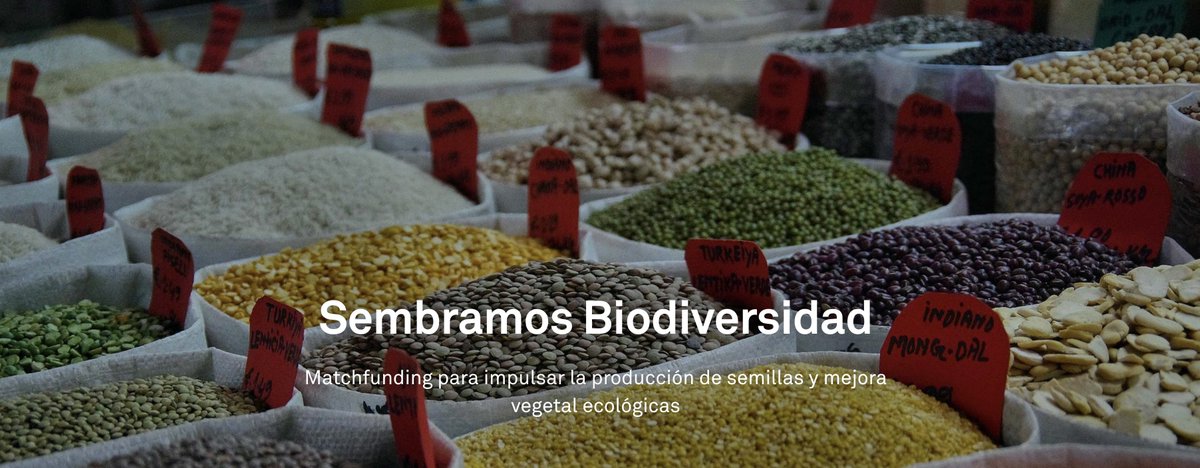 Fundación @Triodos y la Red de Municipios por la Agroecología lanzamos #SembramosBiodiversidad, una convocatoria de #matchfunding para impulsar iniciativas en producción de semillas y mejora vegetal ecológicas🌱

ℹ️+ info👉🏾fundaciontriodos.es/matchfunding/s… #OrganicSeed

#Deadline 1⃣4⃣abril