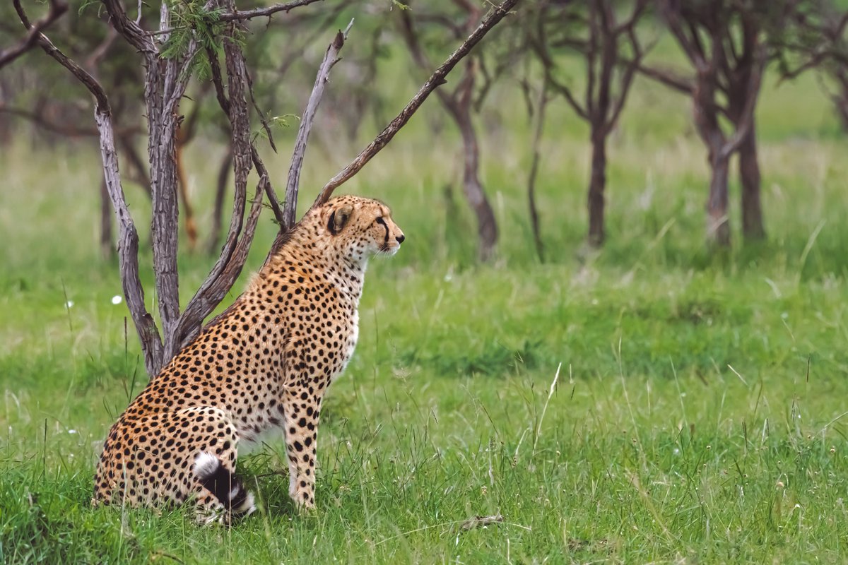 One of Kiraposhe boys (Mbili and Milele) checking his territory | Olare Motorogi | Kenya
#Kiraposheboys #cheetah #animalsoftheworld #animalpolis #olaremotorogi #kenya #cheetahlover #bigcats #animalkingdom #africanwildlife #cheetahs