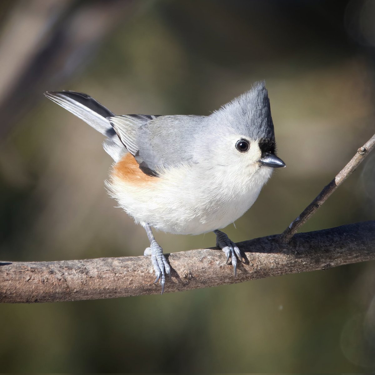 A terrific tufted titmouse for your Thursday!
#tuftedtitmouse #tuftastic #tufted #titmice #birds #titmouse #ohiobirdworld #ohiobirding #ohiobirder #ohiobackyardbirding #ohiobirds #birdlove #birdlovers #birdwatching #birdwatchers #birdlife #birdwatchersdaily