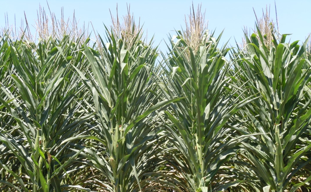 “Vapor pressure deficit” is a term you need to understand if you don’t already. This article explains it: High Temperatures Increase Water Stress in Corn, on Page 110 of the Pioneer Agronomy Book. corteva.showpad.com/share/SG6K2TBG…