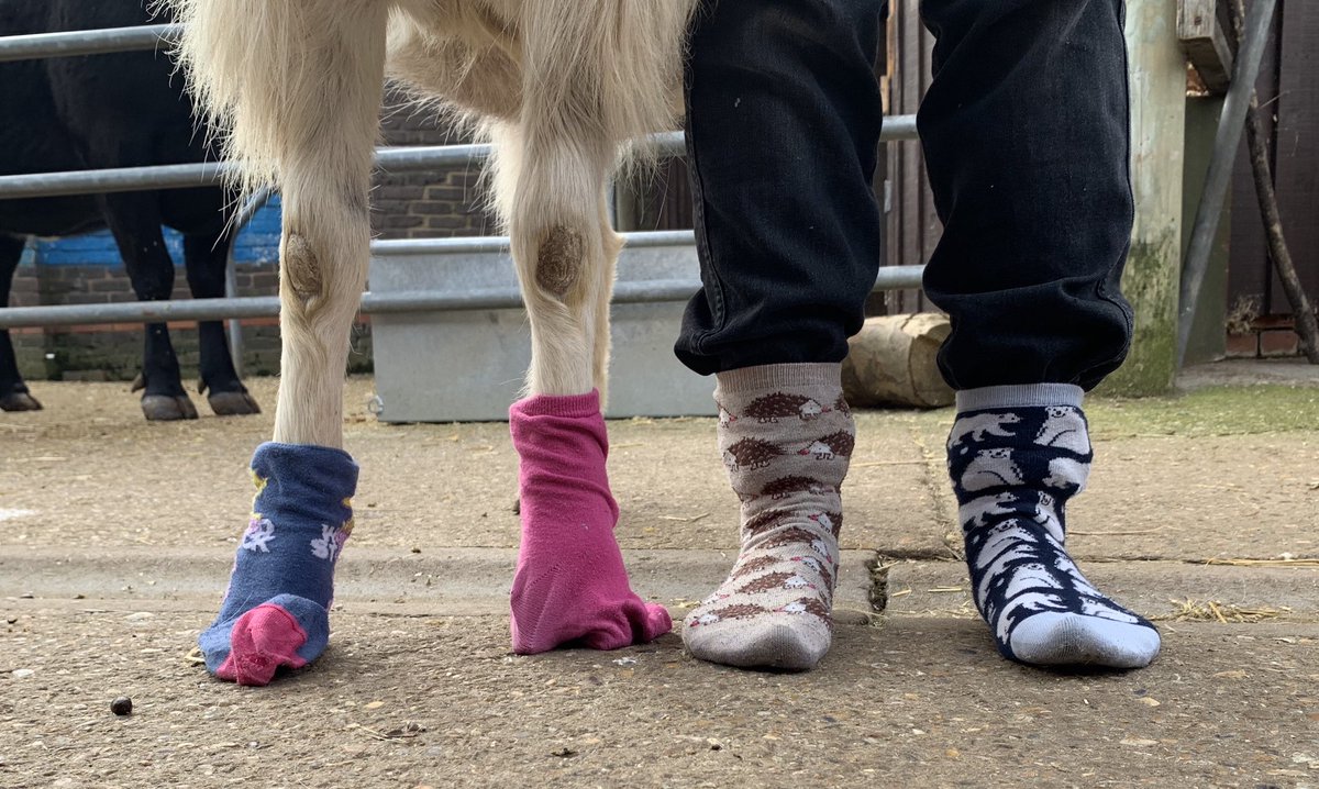 We’re Rocking Our Socks here today for #WDSD2024….are ewe? 🐏 Let’s #EndTheStereotypes and celebrate everyone in the world with that little extra special something. ❤️#lotsofsocks #WDSD24 @mencap_charity #WorldDownSyndromeDay #InclusionMatters