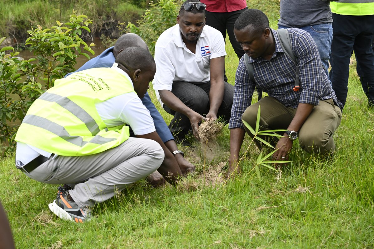 Today we planted 500 bamboo trees along River Rwizi in Mbarara City🇺🇬 The river is among the most heavily polluted in the country. Our founder @Mugira emphasizes journalists' role in actively participating in actions that support the causes they advocate for in their reporting.