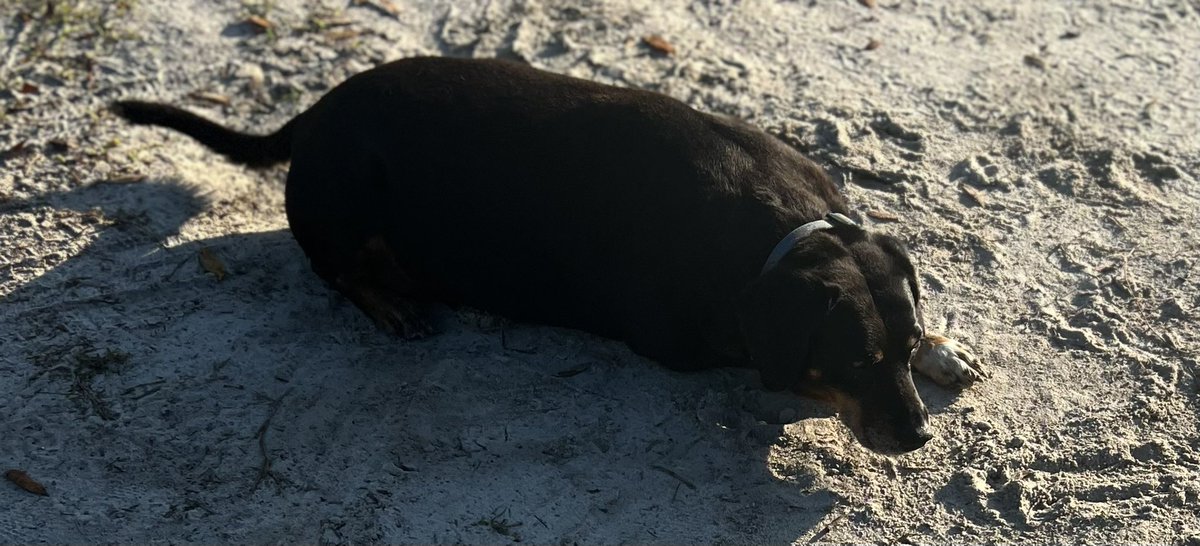 For 5 years, Pedro and Smiles were attached at the hip. They slept together, rode in the truck together everywhere I went, I walked them in the park together. They were always together. 

I’ve never seen Pedro like this. He ran all across the entire ranch looking for Smiles this