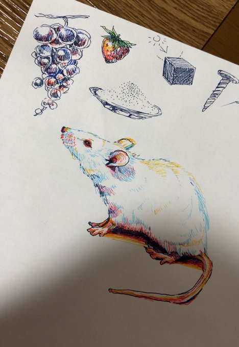 「animal focus cheese」 illustration images(Latest)
