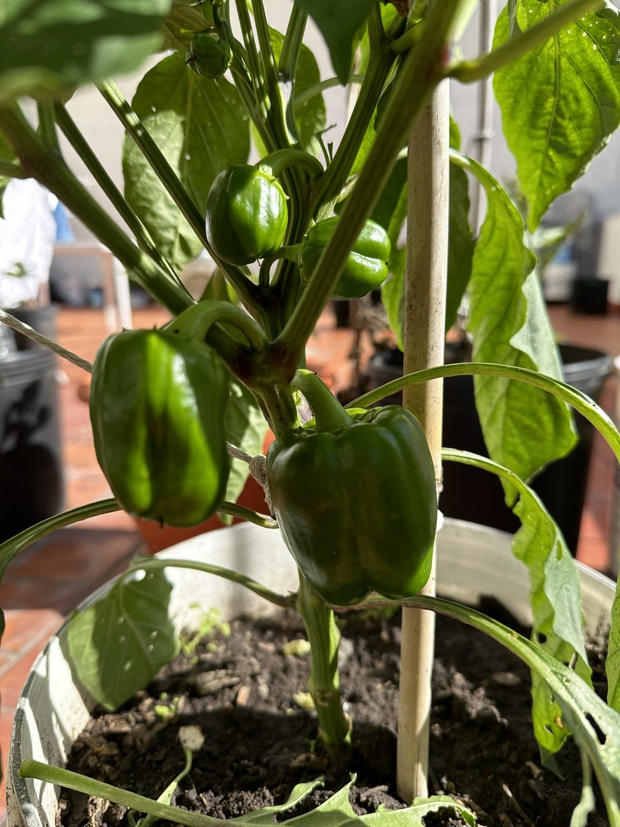 Qarozito's tweet photo. #Morrones
No sé bien en qué punto se pueden comer verdes ( inmaduro como tu ex) pero yo los prefiero con color, así aprovecho dos cosas: la fruta y sus semillas para 2024
Estos van a tomar un color marrón, tengo dos plantas más, pero están un poco comidas por larvas https://t.co/DDH8zeqmZW