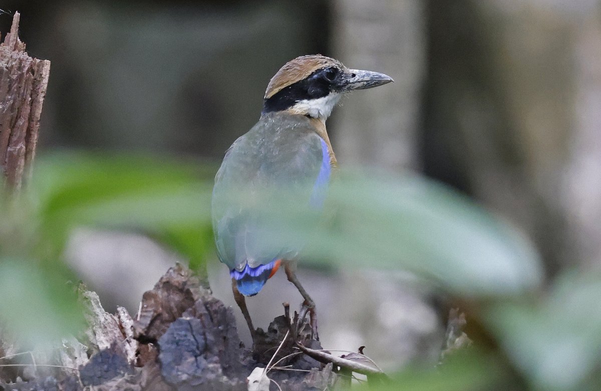 A selection of Thai processed Pitta photos. Blue-naped Pitta (Chiang Rai 2nd March), male & female Malayan Banded Pittas (Sri Phang-nga NP 12th March) & Mangrove Pitta (Ao Phang-nga NP 13th March). A blue Pitta photo will need to be on a future date... 😀