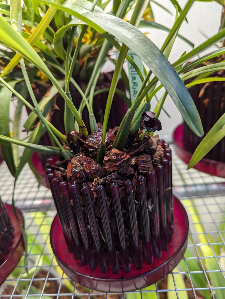 AgnesSchneider1's tweet photo. #Orchid #bloomagereport #Maxillaria #tenuifolia, #variabilis and #schunkeana, all at the same time 🤩 https://t.co/MvfGtGGu7O