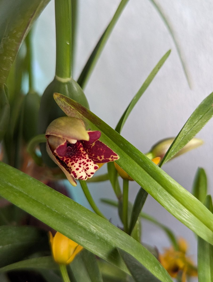 AgnesSchneider1's tweet photo. #Orchid #bloomagereport #Maxillaria #tenuifolia, #variabilis and #schunkeana, all at the same time 🤩 https://t.co/MvfGtGGu7O