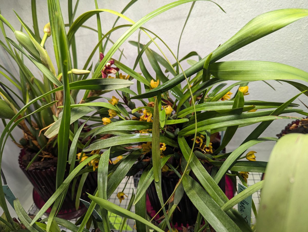 AgnesSchneider1's tweet photo. #Orchid #bloomagereport #Maxillaria #tenuifolia, #variabilis and #schunkeana, all at the same time 🤩 https://t.co/MvfGtGGu7O