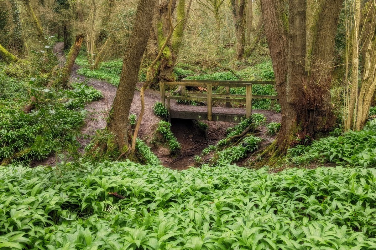 For International Day of Forests, snaps of my local ancient woodland.

#InternationalDayofForests #HobHeyWood

#TwitterNaturePhotography