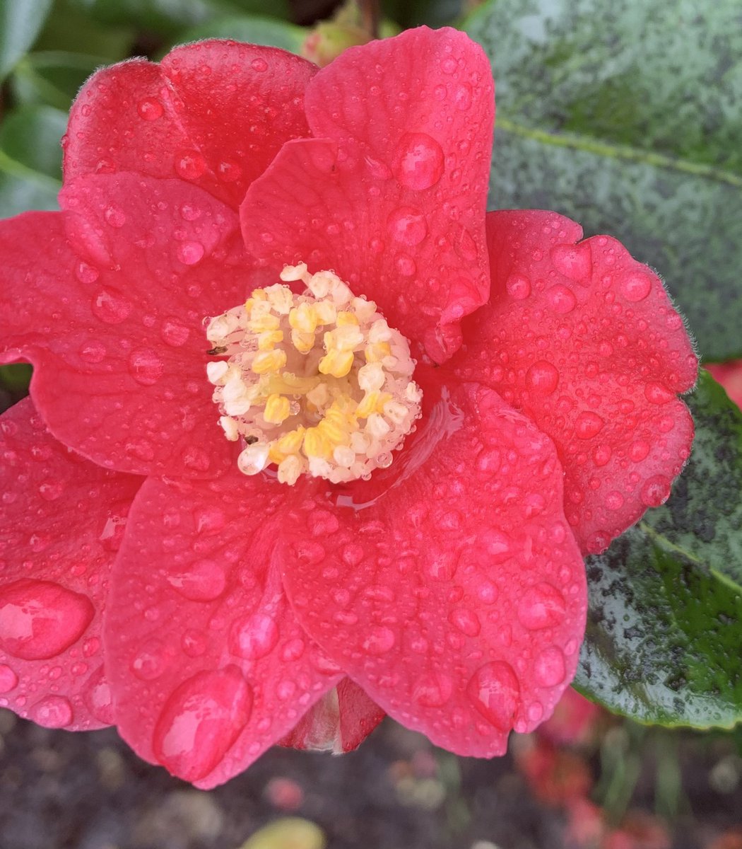 Introvertlion1's tweet photo. What a gorgeous collection of camellia varieties just now in #glasgowbotanicgardens. https://t.co/shphuwHEyC