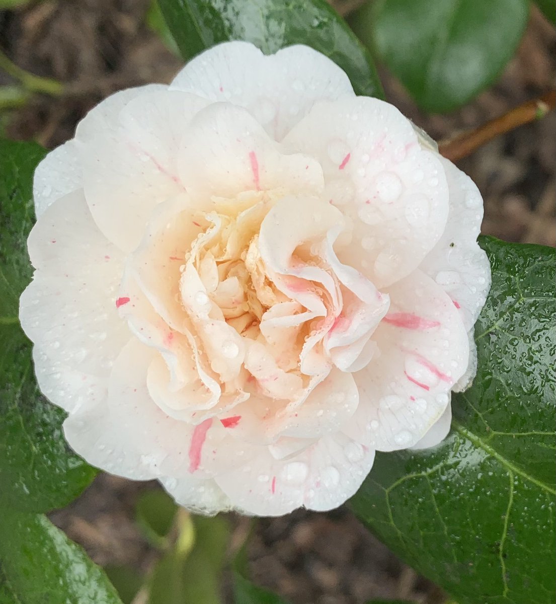Introvertlion1's tweet photo. What a gorgeous collection of camellia varieties just now in #glasgowbotanicgardens. https://t.co/shphuwHEyC