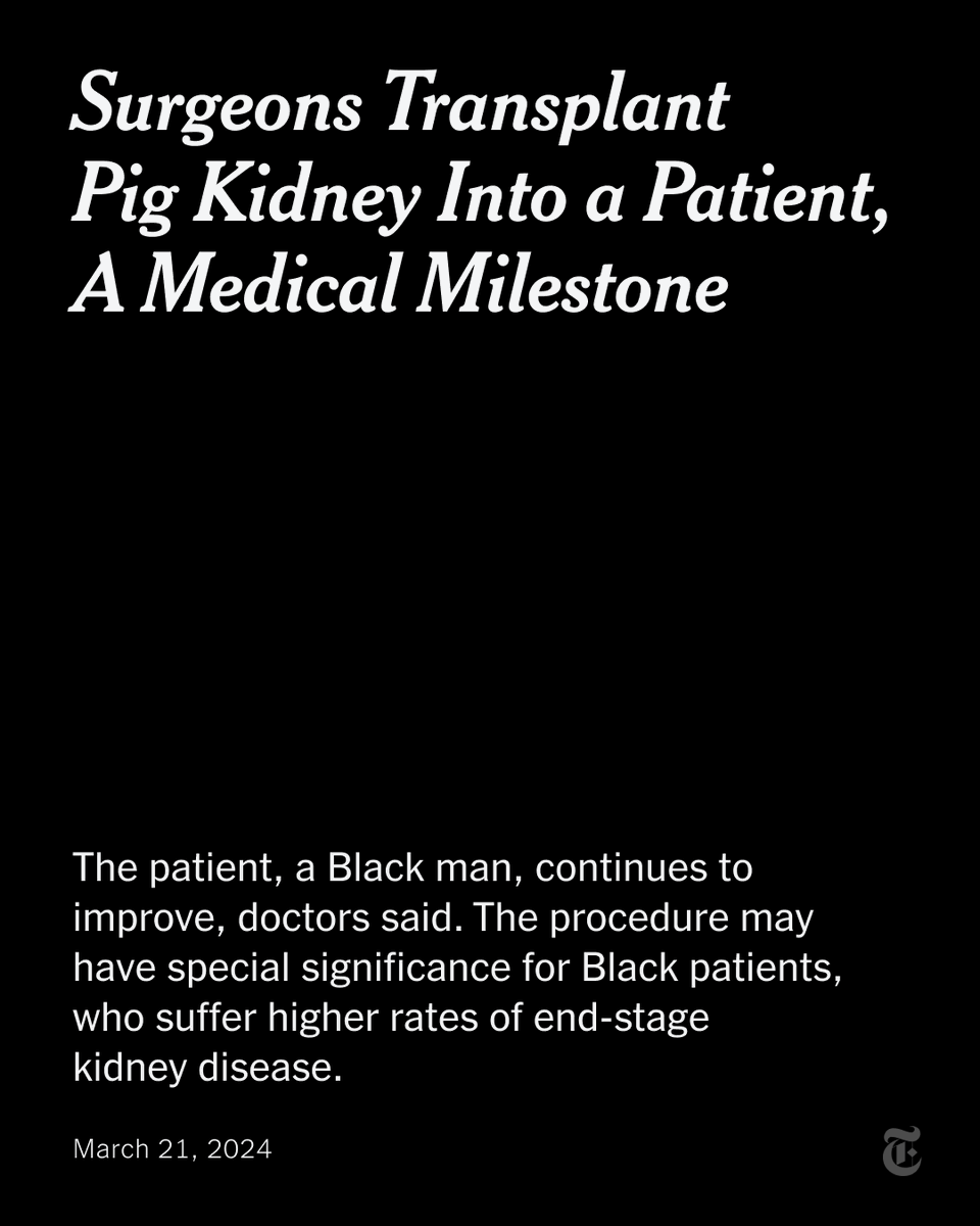 Breaking News: Surgeons in Boston transplanted a kidney from a genetically engineered pig into an ailing 62-year-old man, the first procedure of its kind. Organs from genetically engineered pigs one day may make dialysis obsolete. nyti.ms/3TMAqRo