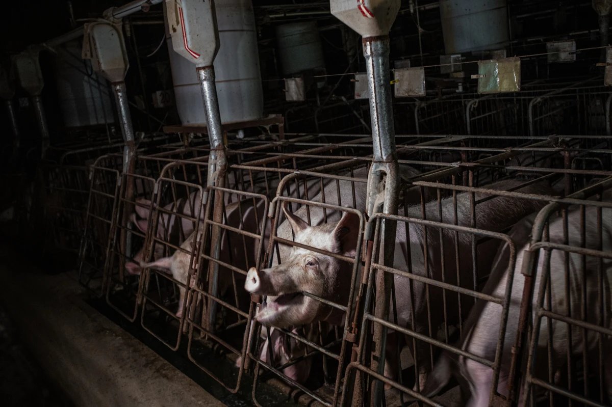 JackS16930's tweet photo. Gestation crates are a horrible and disgusting way to house pregnant pigs and are a huge problem to the welfare of these poor animals! #39canimals https://t.co/jkBO76SaH8