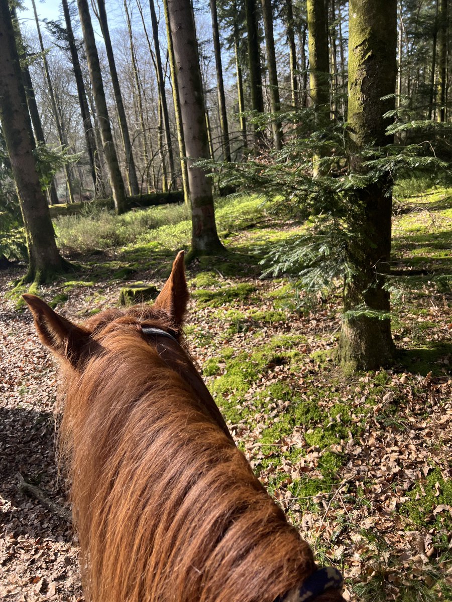 A ride in the forest after a morning cataloguing jewels for #Hawleys #May #Auction #Happydays