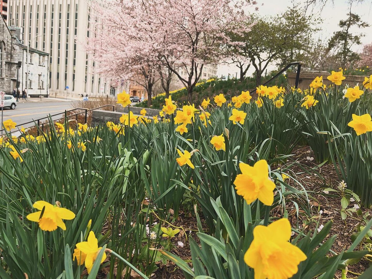 Spring has certainly sprung by the Capitol grounds in downtown #HarrisburgPA! 🌼 #LoveHBG