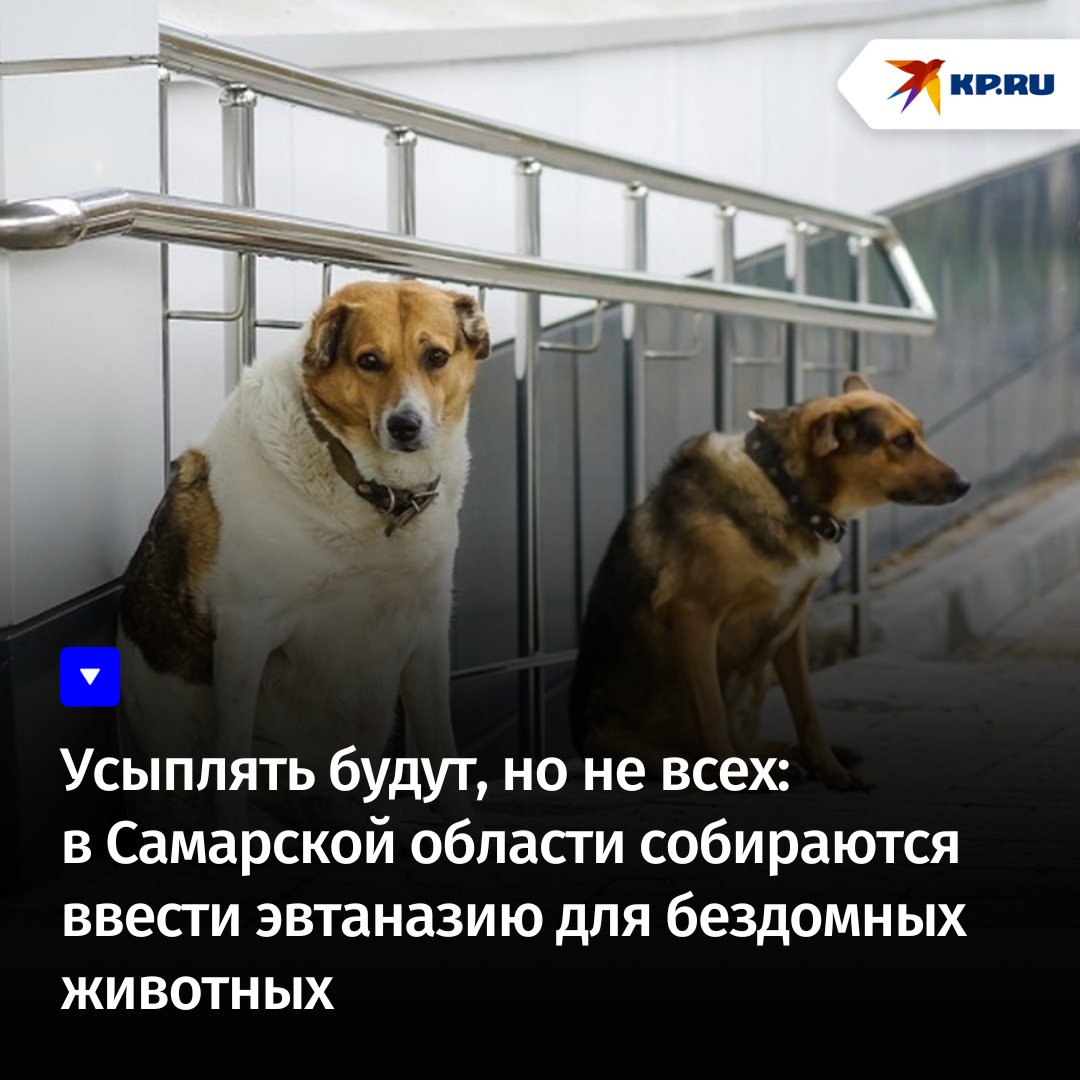 Как и во многих других областях, где уже ввели подобные меры — усыплять псов будут в строго ограниченных случаях:
kp.ru/daily/27581/49…

#новости #животные #самарскаяобласть #бездомныесобаки