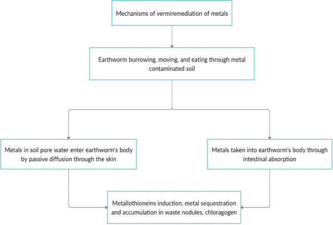 AGRI_AIDE's tweet photo. J Health Pollut. 2021 Mar
Published online 2021 Feb 25

Efficacy of Vermiremediation to Remove Contaminants from Soil
https://t.co/KiNGZWLE3F

Figure 2
Earthworm actions in remediation of organic contaminants

Figure 3
Overview of earthworm mechanisms in metal remediation

#Soil https://t.co/1ps79rV6hX