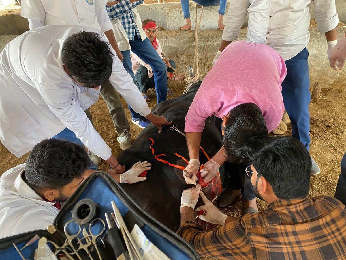 MJFCVAS's tweet photo. Free animal treatment done at Govindghad gaushala chomu https://t.co/Mxcv72dmyS