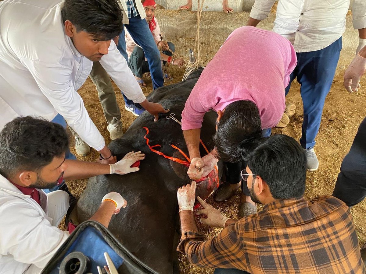 MJFCVAS's tweet photo. Free animal treatment done at Govindghad gaushala chomu https://t.co/Mxcv72dmyS