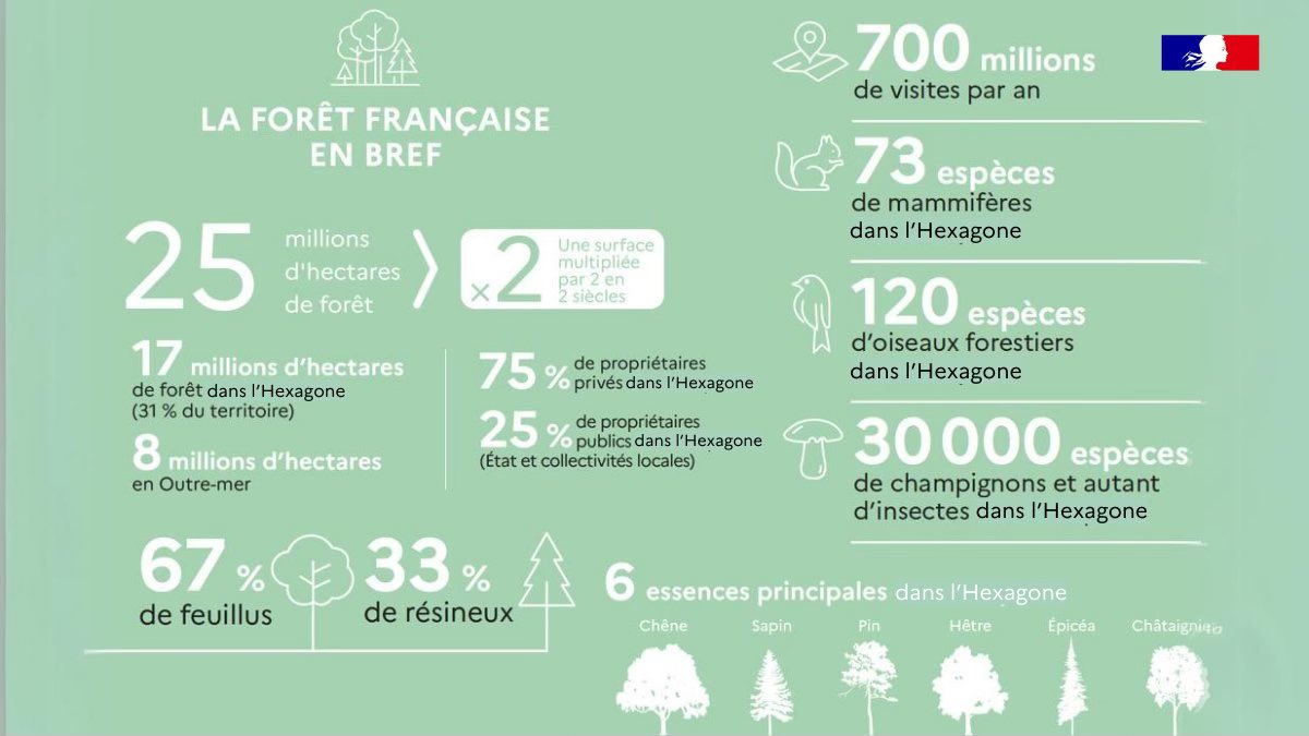 🌳Journée Internationale des #Forêts La @Gironde est le 2e département forestier régional. Face aux effets du changement climatique, il est urgent de penser l’adaptation des forêts : ✅Diversification des essences ✅Equilibre feuillus/résineux ✅Protection de la biodiversité