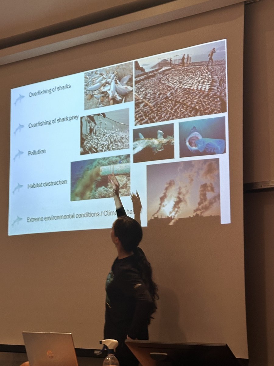 🔬 Yesterday our team presented 'Conservation strategies for elasmobranchs', discussing three vital projects: Life Elife, SAFE-Guitarfish, and Prometheus Life to postgraduate students of the Department of Biological Sciences at the @UCYOfficial #Sharks #Guitarfish 🌊